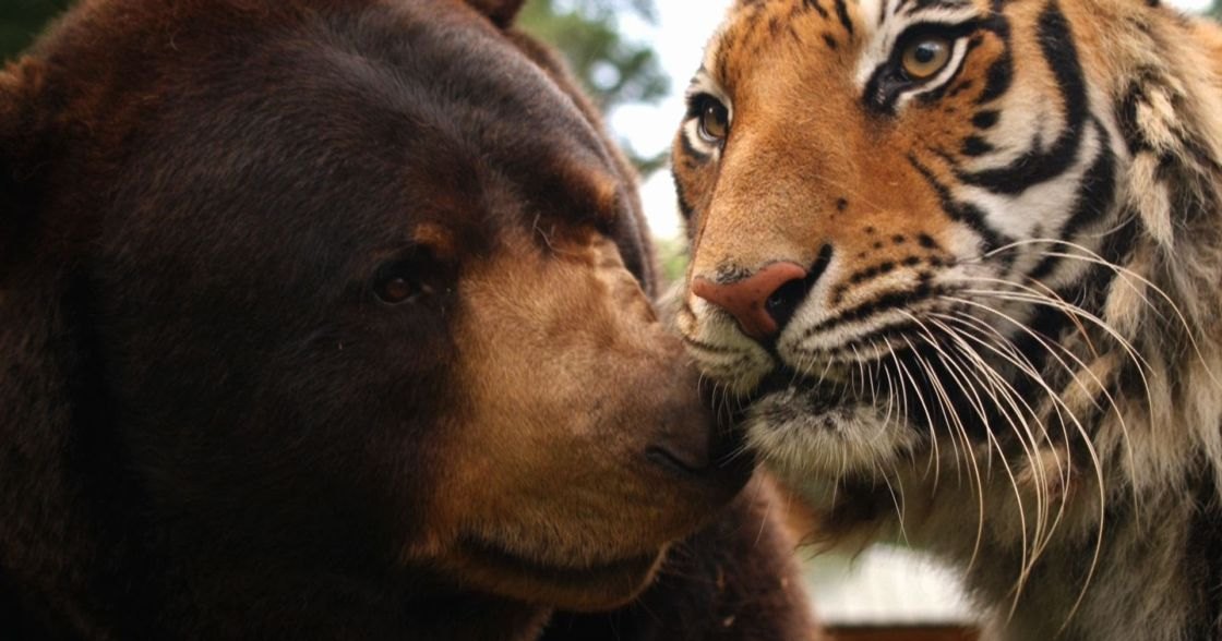 An adult brown bear with dark fur alongside an adult Siberian tiger, both in a natural outdoor setting with trees and sky visible during daytime.