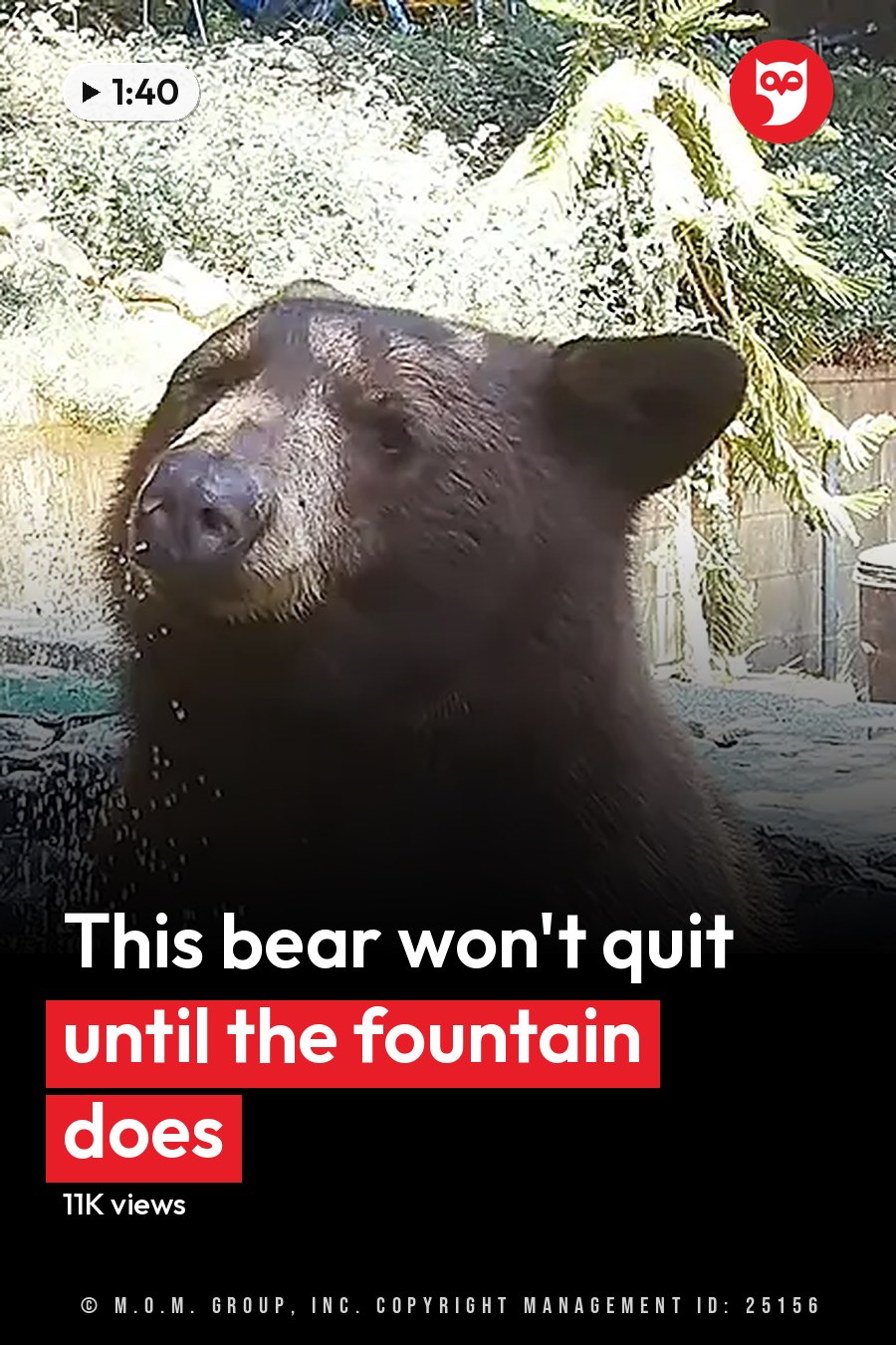 A brown bear stands near a pond in an outdoor setting with greenery and a stone-paved area. The headline runs in white letters across the lower third.