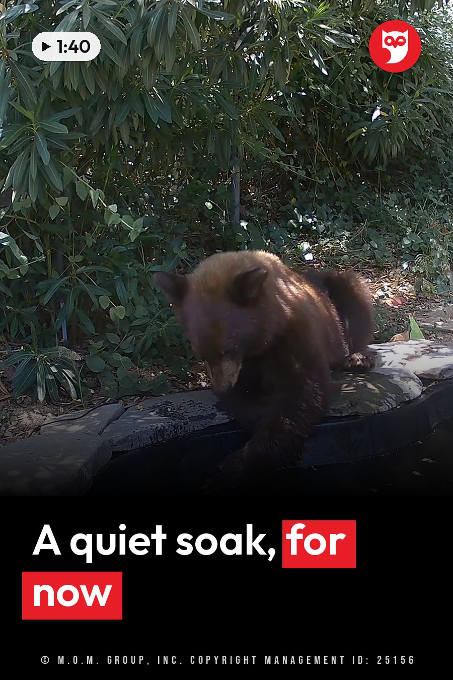 A bear with brown fur sits on a stone edge beside water, head lowered close to the surface. A headline runs in white letters across the lower third.