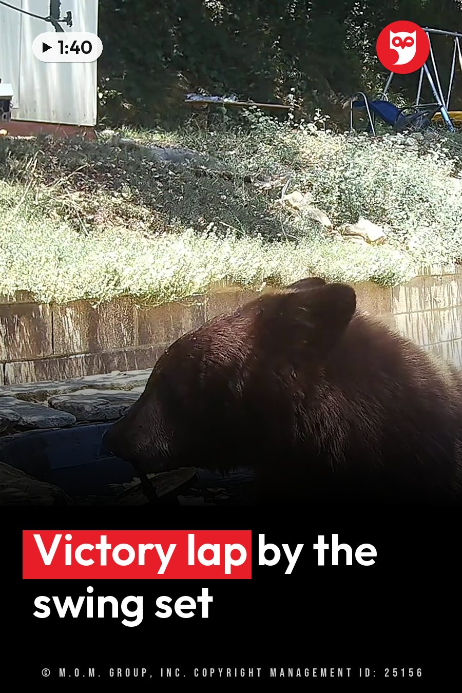 A bear with brown fur stands near a stone wall, facing left, with a grassy slope and a swing set in the background. A headline runs in white letters across the lower third.