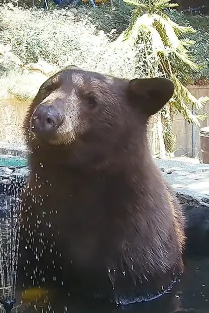 A brown bear stands near a pond in an outdoor setting with greenery and a stone-paved area.