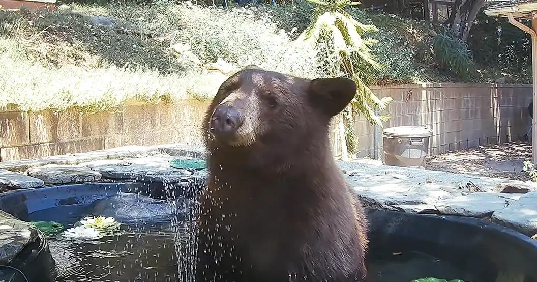 A brown bear stands near a pond in an outdoor setting with greenery and a stone-paved area.