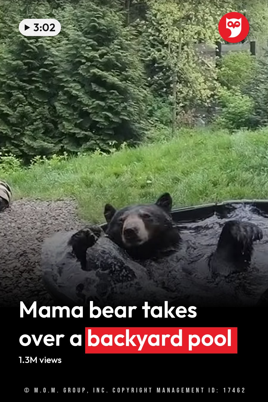 A black bear sits in a large plastic tub outdoors amidst grassy areas with trees and part of a house visible behind it. The headline runs in white letters across the lower third.