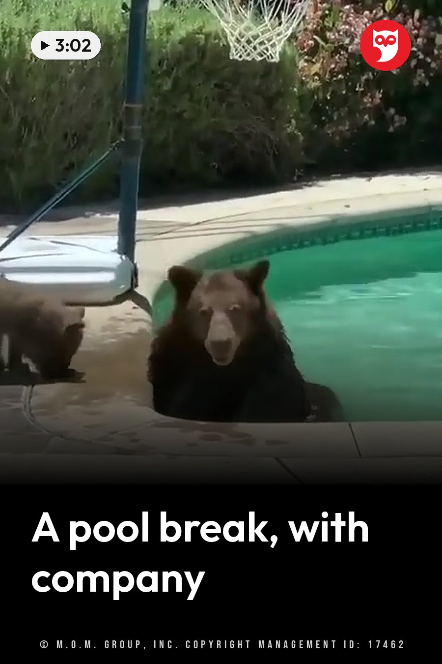 A bear sits in a backyard swimming pool near a basketball hoop while another bear is on the deck beside the pool. A headline runs in white letters across the lower third.