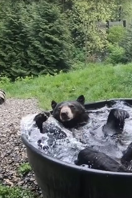 A black bear sits in a large plastic tub outdoors amidst grassy areas with trees and part of a house visible behind it.