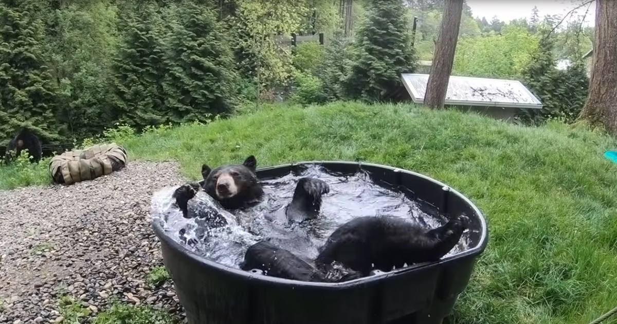 A black bear sits in a large plastic tub outdoors amidst grassy areas with trees and part of a house visible behind it.