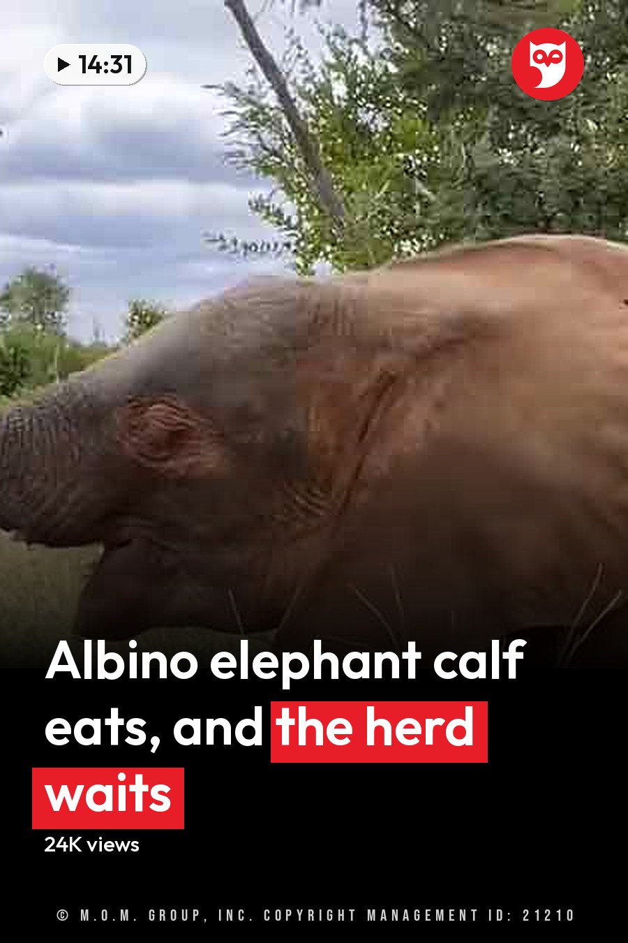 African elephant in a savanna or grassland setting with trees and shrubs, likely late summer or early autumn due to greenery. The headline runs in white letters across the lower third.