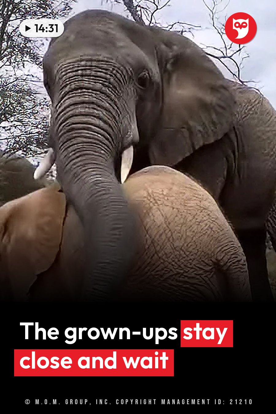 An elephant with tusks leans over the back of another elephant among trees and bushes. A headline runs in white letters across the lower third.