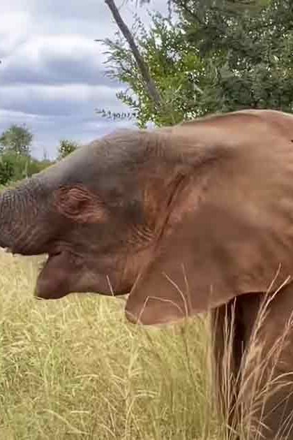 African elephant in a savanna or grassland setting with trees and shrubs, likely late summer or early autumn due to greenery.