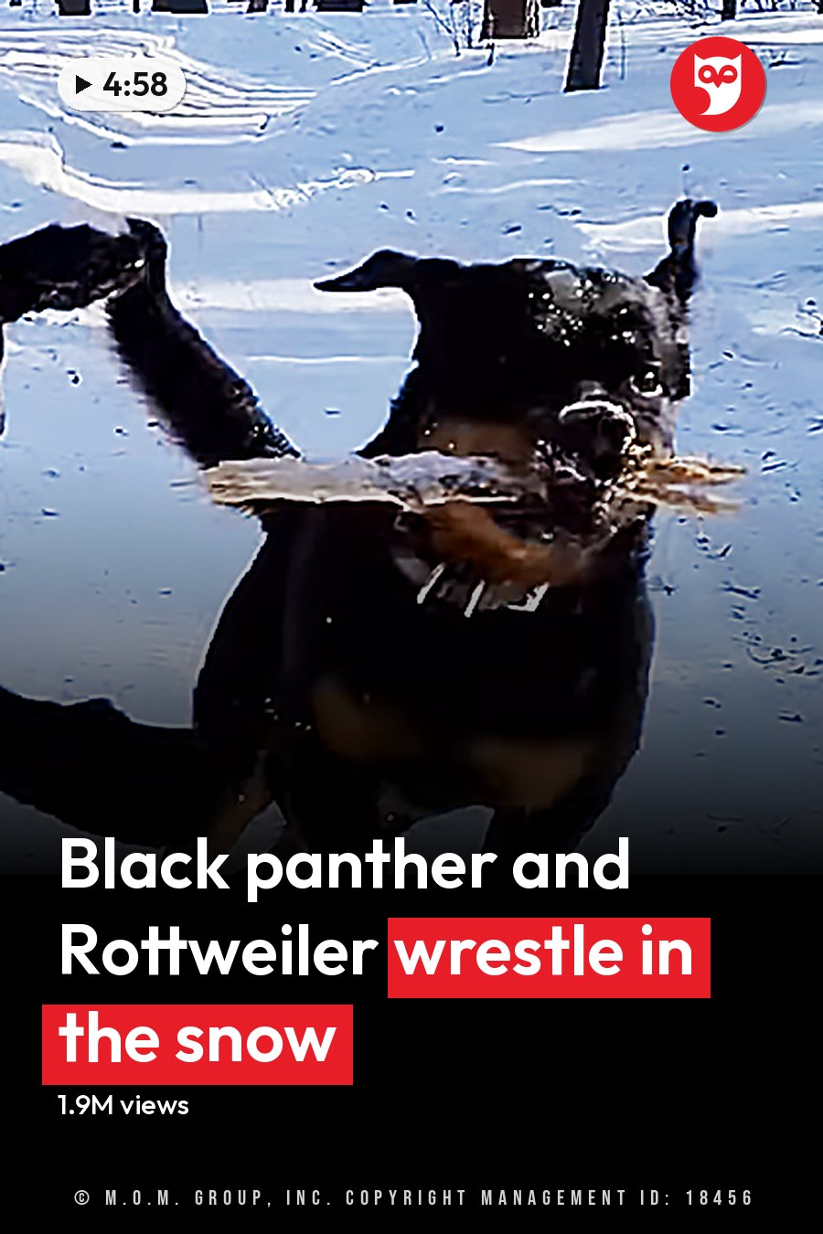 Two Rottweiler and Bernese Mountain Dog mix dogs playing in a snowy forest setting, illuminated by sunlight with white snow, black coats, and brown tan markings visible. The headline runs in white letters across the lower third.