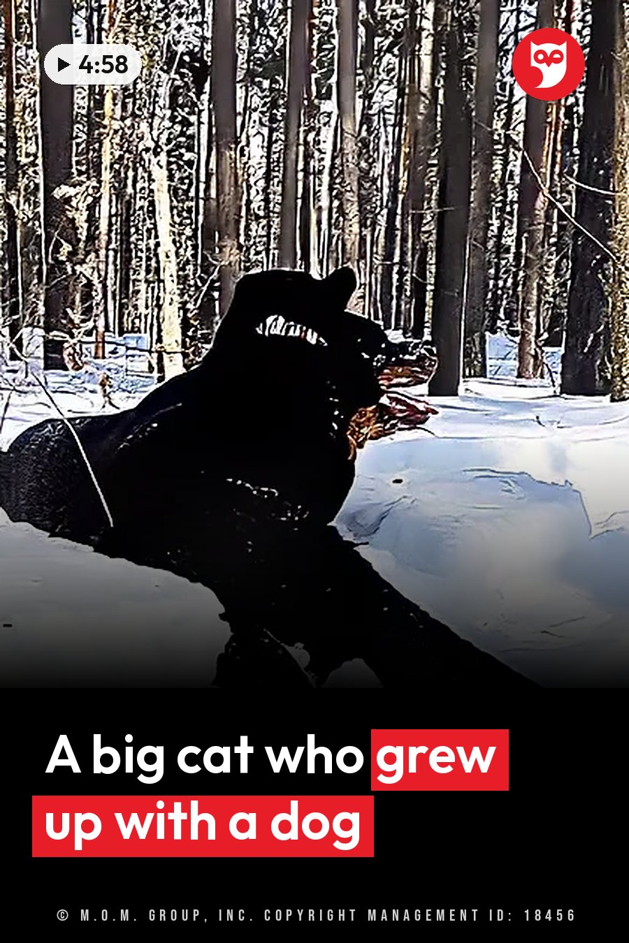 A large black animal lies on snowy ground among tall trees with its mouth open and teeth showing. A headline runs in white letters across the lower third.