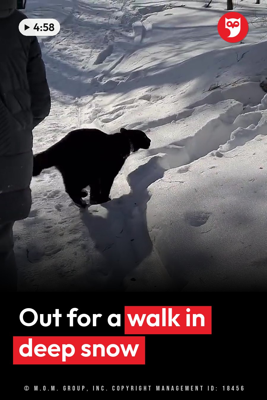 A black animal walks through deep snow beside a person wearing a dark coat. A headline runs in white letters across the lower third.