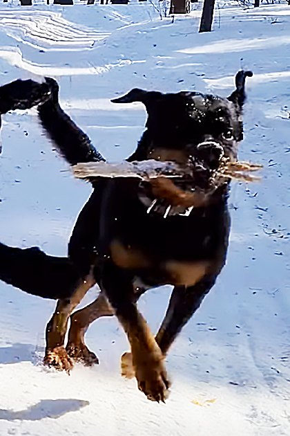 Two Rottweiler and Bernese Mountain Dog mix dogs playing in a snowy forest setting, illuminated by sunlight with white snow, black coats, and brown tan markings visible.