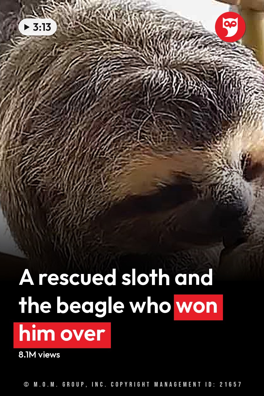 Two adult sloths with brown and black fur in a zoo enclosure surrounded by greenery during daytime. The headline runs in white letters across the lower third.
