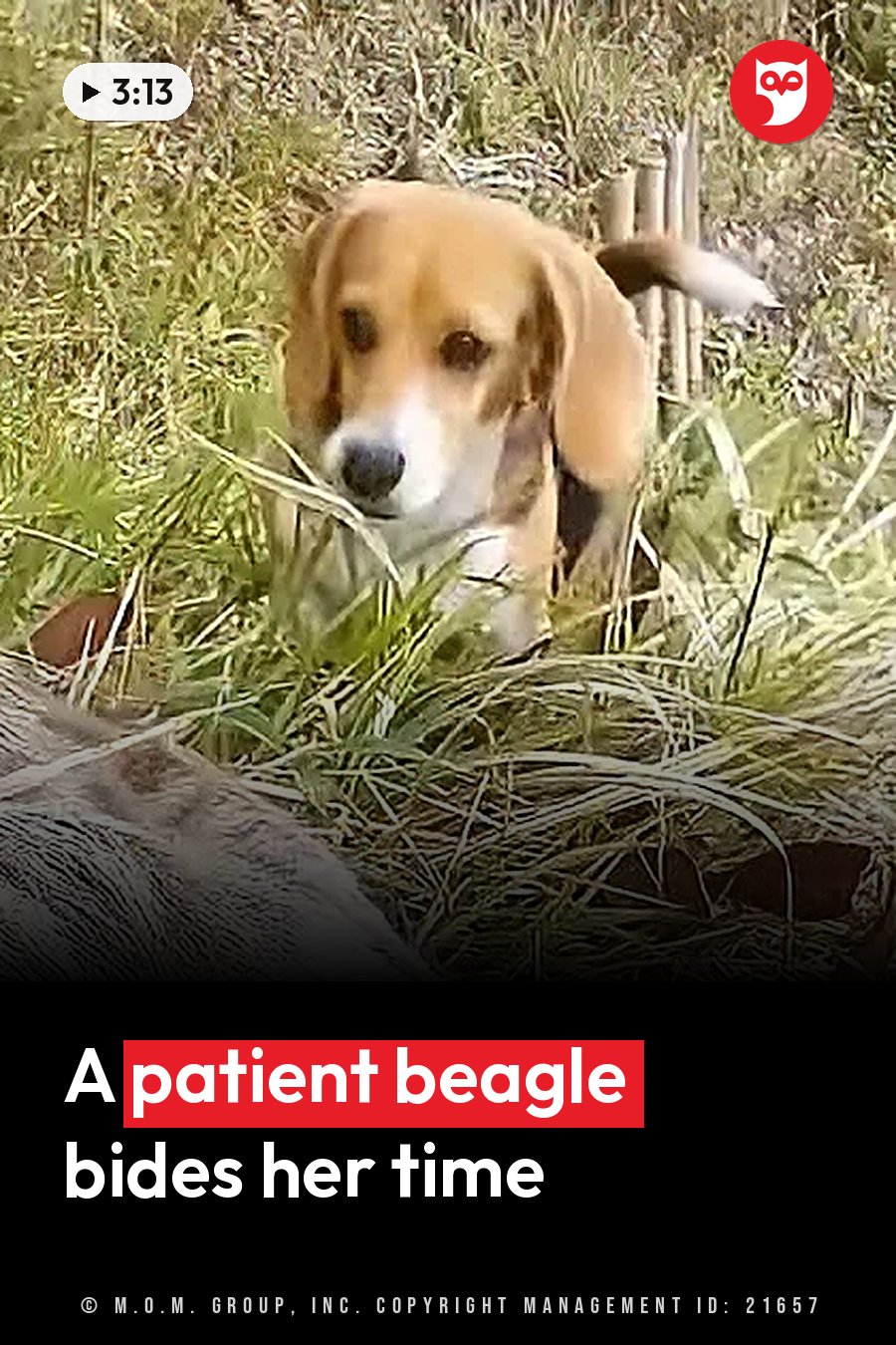 A beagle sits partly hidden in tall grass, looking ahead with its head tilted a little. A headline runs in white letters across the lower third.