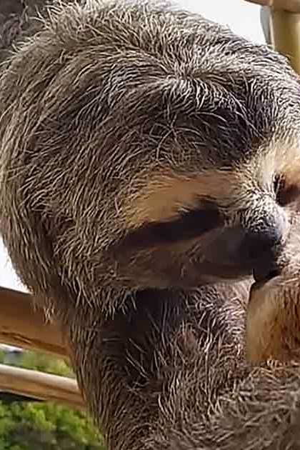 Two adult sloths with brown and black fur in a zoo enclosure surrounded by greenery during daytime.