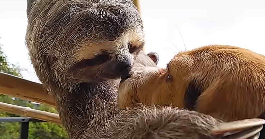 Two adult sloths with brown and black fur in a zoo enclosure surrounded by greenery during daytime.