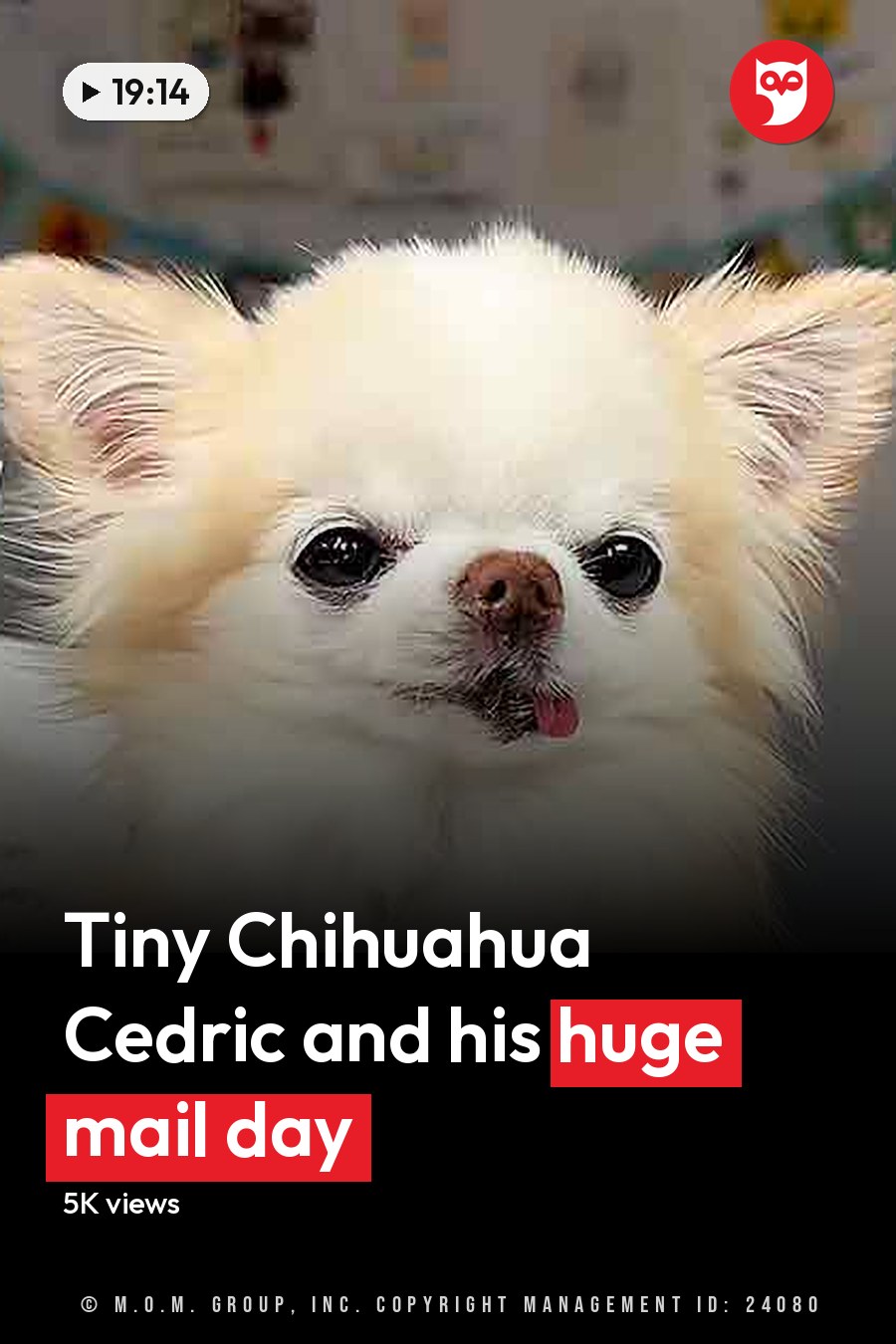 A small Pomeranian or similar breed dog with white and light brown/tan coat in two indoor settings, one with grooming tools held by an adult male. The headline runs in white letters across the lower third.