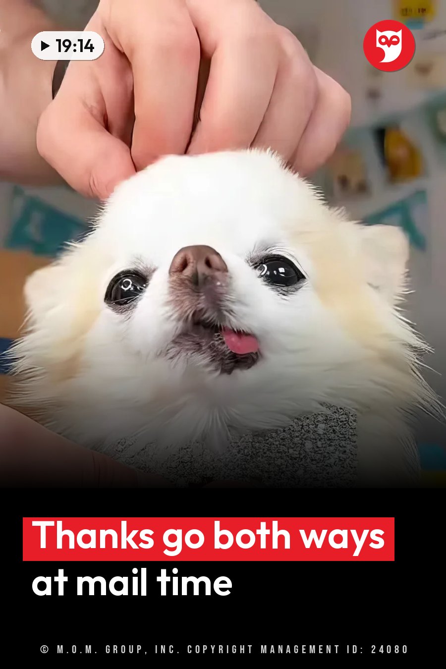 A hand rests gently on the head of a small white fluffy dog whose tongue pokes out a little. A headline runs in white letters across the lower third.