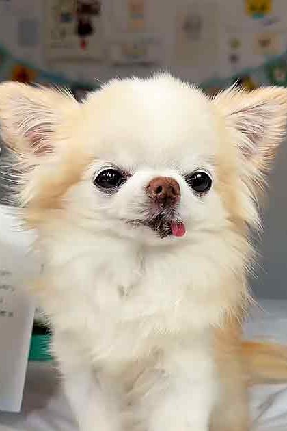 A small Pomeranian or similar breed dog with white and light brown/tan coat in two indoor settings, one with grooming tools held by an adult male.