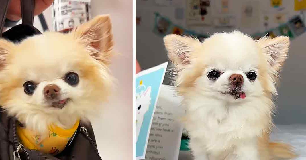 A small Pomeranian or similar breed dog with white and light brown/tan coat in two indoor settings, one with grooming tools held by an adult male.