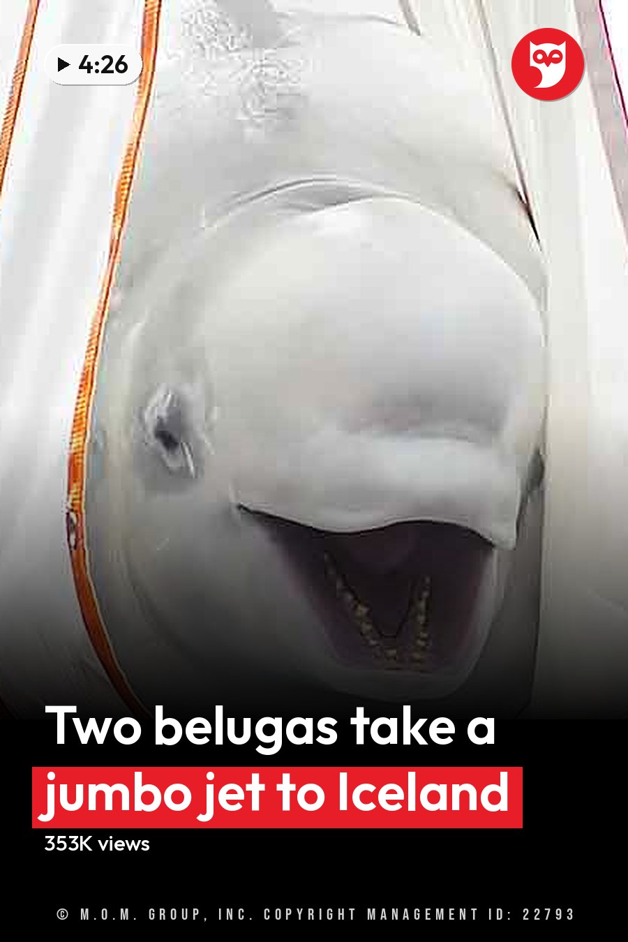 A beluga whale with a blue tag near water in an outdoor setting during daytime. The headline runs in white letters across the lower third.