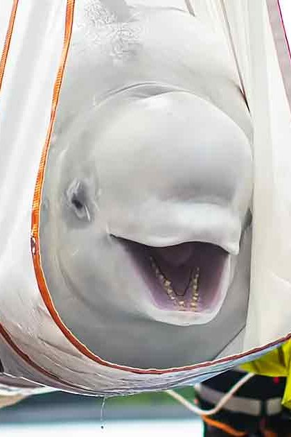 A beluga whale with a blue tag near water in an outdoor setting during daytime.