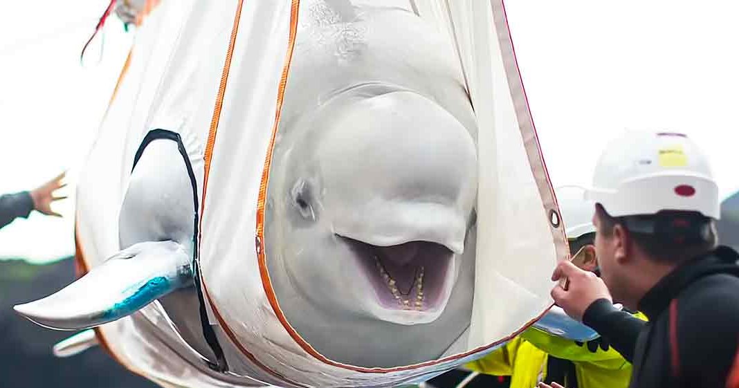 A beluga whale with a blue tag near water in an outdoor setting during daytime.
