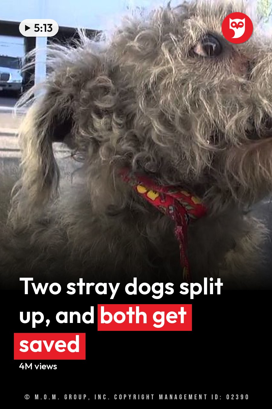 A poodle or poodle mix dog with a grayish-white coat and darker patches, standing in an outdoor parking lot on a sunny day. A white van is parked nearby. The headline runs in white letters across the lower third.
