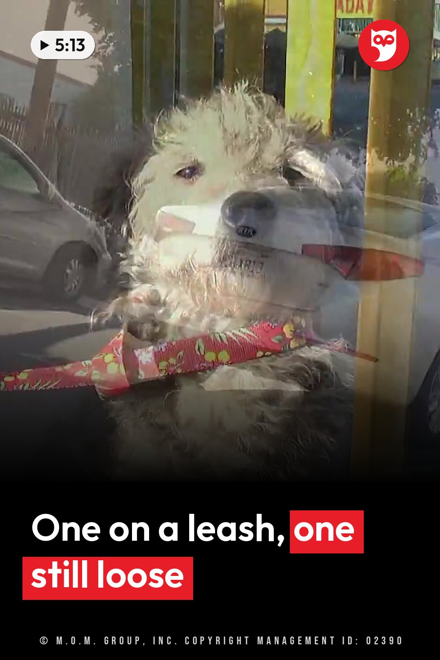 A fluffy dog wearing a red floral leash presses against a glass window and looks inside. A headline runs in white letters across the lower third.