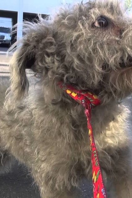 A poodle or poodle mix dog with a grayish-white coat and darker patches, standing in an outdoor parking lot on a sunny day. A white van is parked nearby.