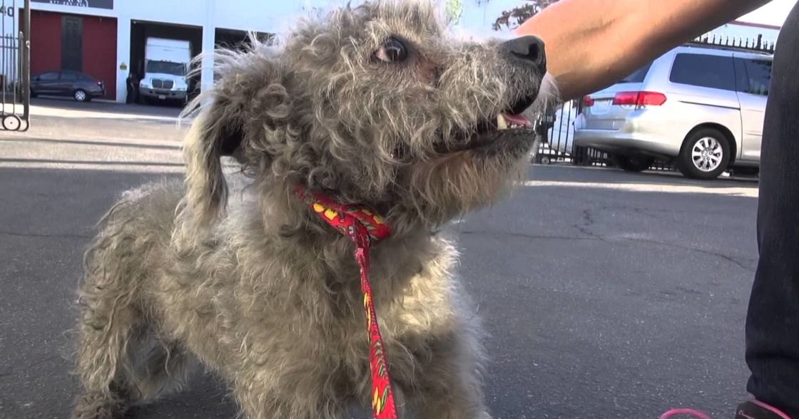A poodle or poodle mix dog with a grayish-white coat and darker patches, standing in an outdoor parking lot on a sunny day. A white van is parked nearby.
