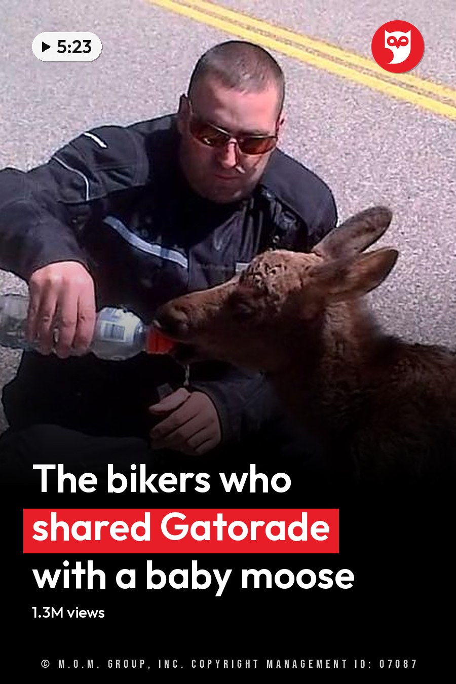An adult male feeding a young moose in an outdoor setting on a paved road with yellow and white markings, likely during daytime. The headline runs in white letters across the lower third.