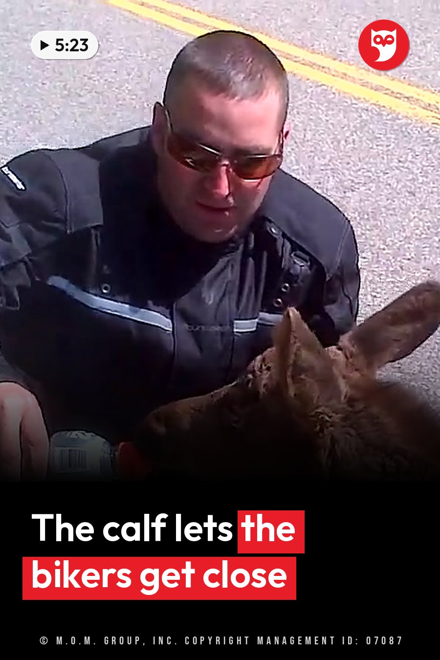 A man in sunglasses and a jacket leans toward a young moose on a paved road near yellow lines. A headline runs in white letters across the lower third.