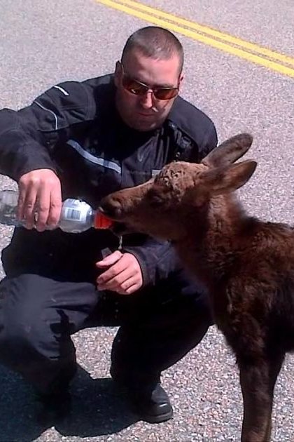 An adult male feeding a young moose in an outdoor setting on a paved road with yellow and white markings, likely during daytime.