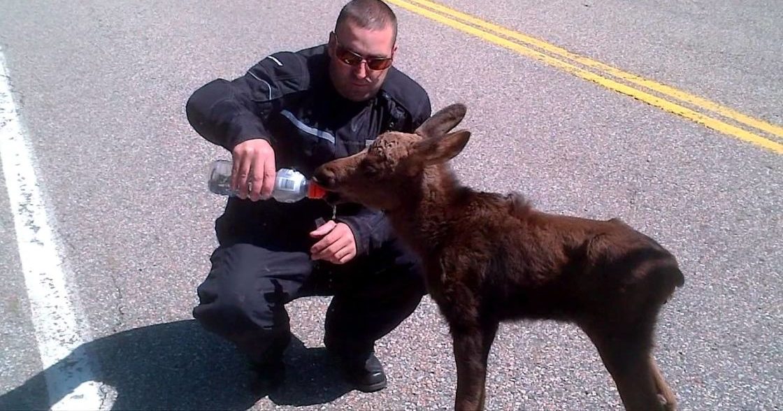 An adult male feeding a young moose in an outdoor setting on a paved road with yellow and white markings, likely during daytime.