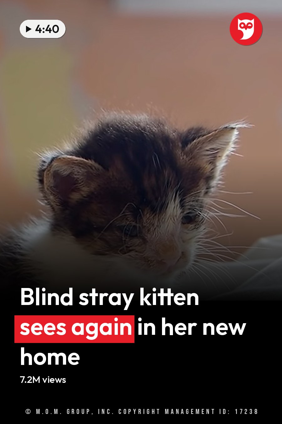 A calico or tortoiseshell kitten with black, white, and orange patches sits indoors by a wall with an orange/brown tone. Soft, warm light suggests daytime. The headline runs in white letters across the lower third.