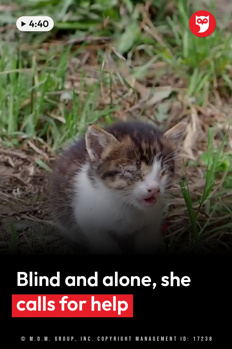 A small brown-and-white kitten sits in grass with her mouth slightly open. A headline runs in white letters across the lower third.