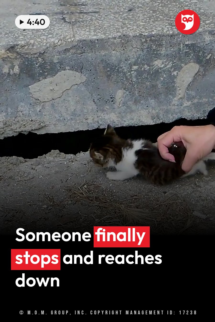 A person's hand gently pets a small brown-and-white kitten near the edge of a concrete structure. A headline runs in white letters across the lower third.