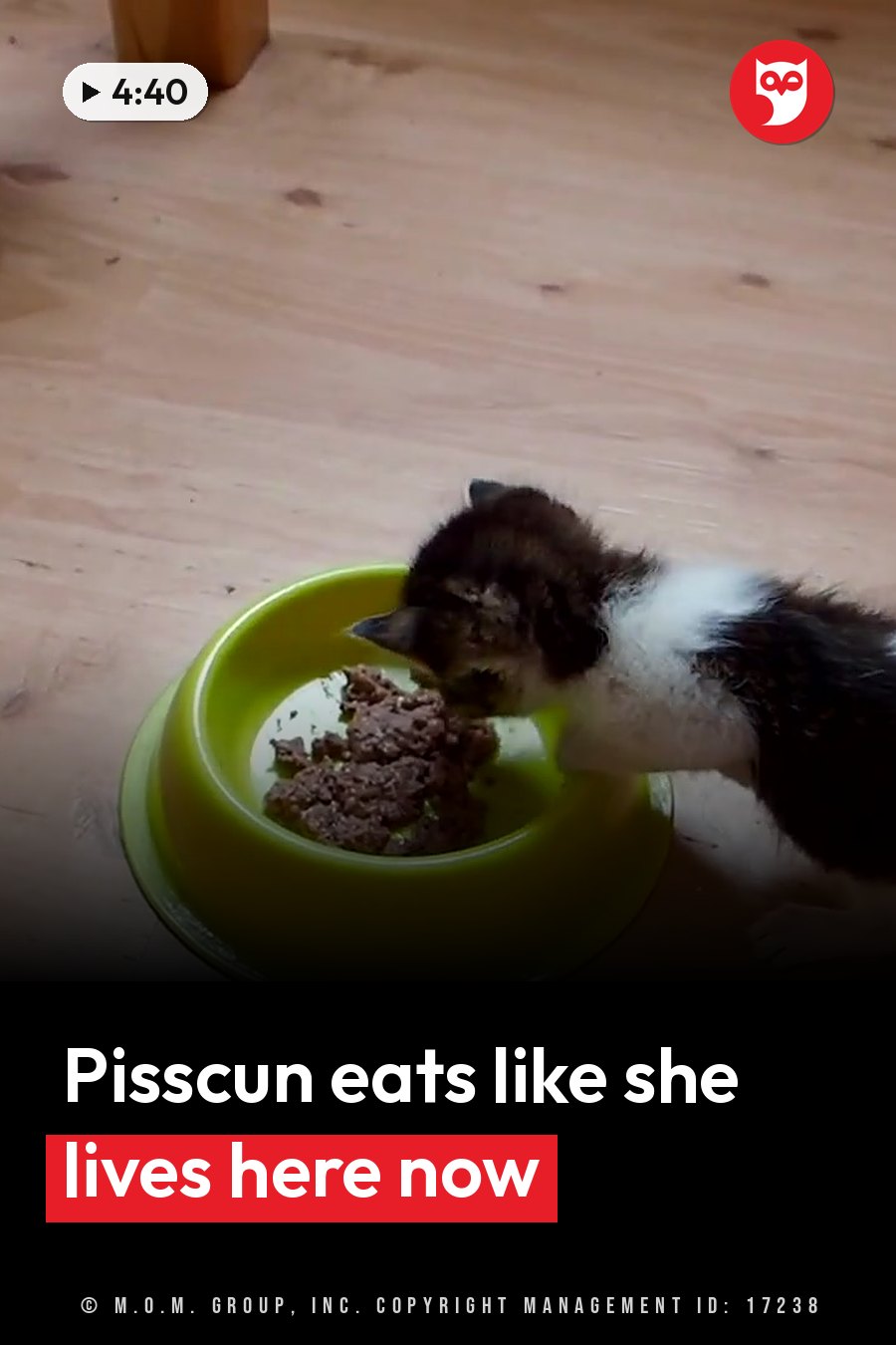 A small kitten with black and white fur eats from a green bowl on a wooden floor. A headline runs in white letters across the lower third.