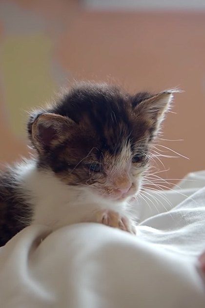 A calico or tortoiseshell kitten with black, white, and orange patches sits indoors by a wall with an orange/brown tone. Soft, warm light suggests daytime.