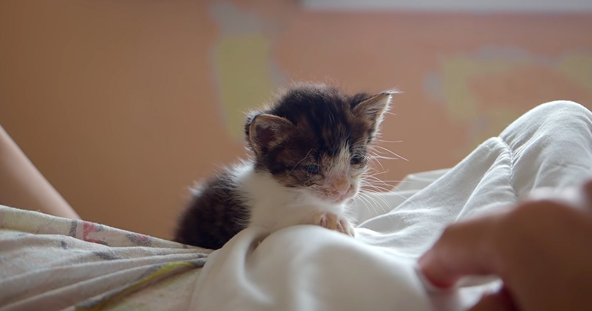 A calico or tortoiseshell kitten with black, white, and orange patches sits indoors by a wall with an orange/brown tone. Soft, warm light suggests daytime.