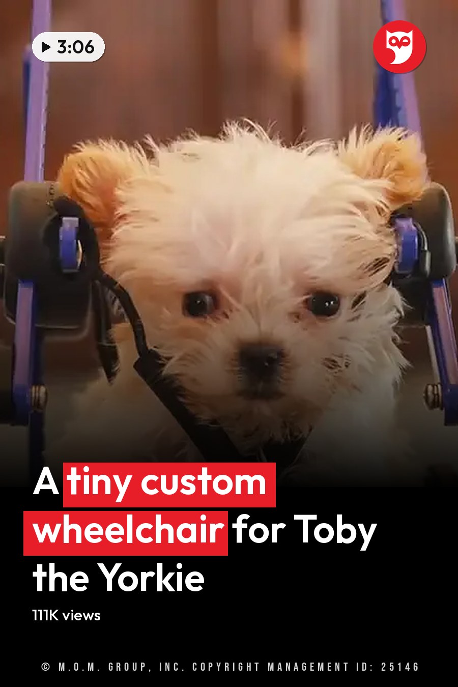 A small terrier puppy in a wheelchair indoors with red, white, and blue socks on its paws. The headline runs in white letters across the lower third.