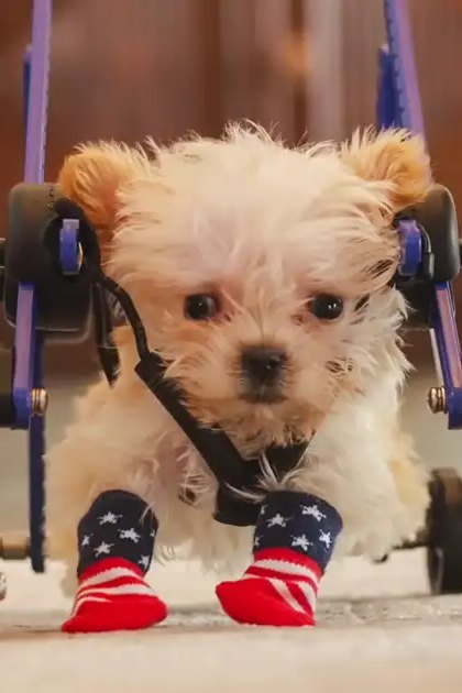 A small terrier puppy in a wheelchair indoors with red, white, and blue socks on its paws.