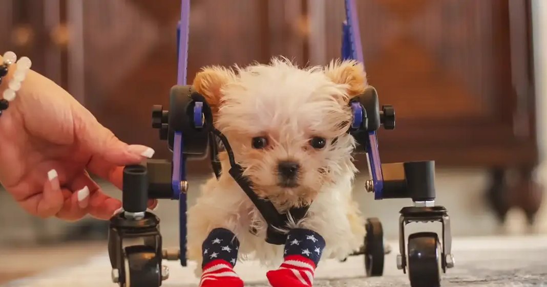 A small terrier puppy in a wheelchair indoors with red, white, and blue socks on its paws.