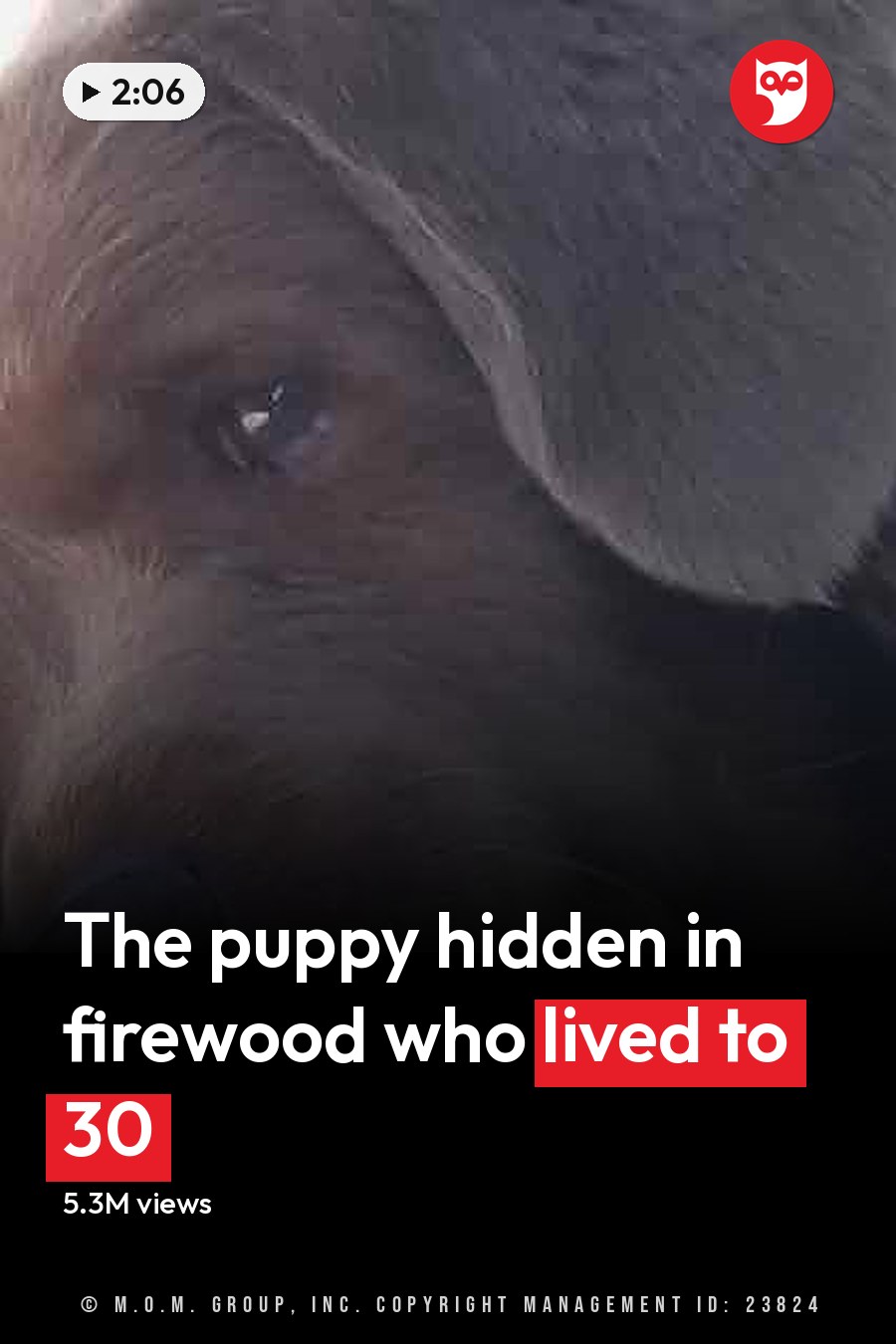 A brown Labrador Retriever-like dog with floppy ears indoors, bathed in natural light. The headline runs in white letters across the lower third.
