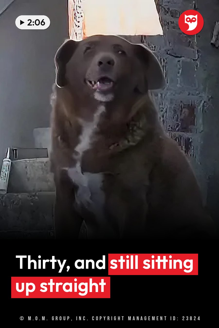 A brown dog with a white chest sits upright with his mouth slightly open, looking up toward a lamp above him. A headline runs in white letters across the lower third.