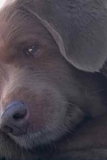 A brown Labrador Retriever-like dog with floppy ears indoors, bathed in natural light.