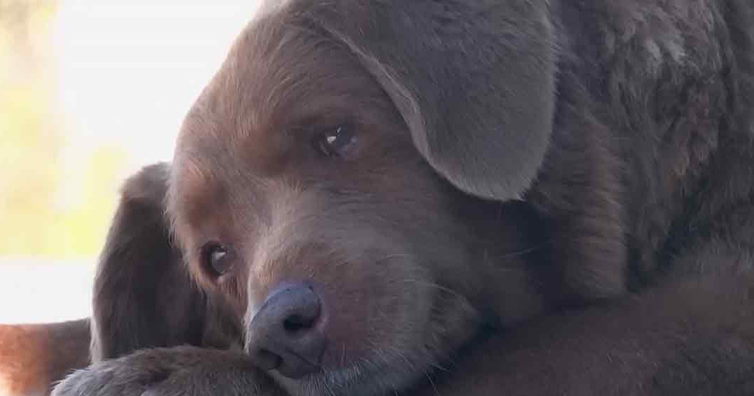 A brown Labrador Retriever-like dog with floppy ears indoors, bathed in natural light.