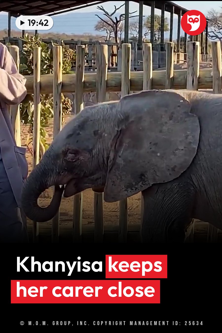 A small elephant stands near a wooden fence with her trunk curled toward a person beside her. A headline runs in white letters across the lower third.